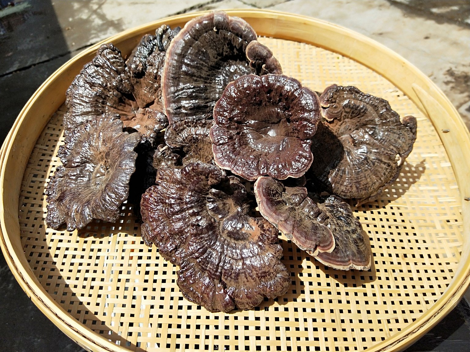 竹灵芝清洗处理过程