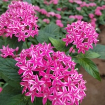 五星花，繁星花，多个颜色，山东青州花卉苗木，期待合作