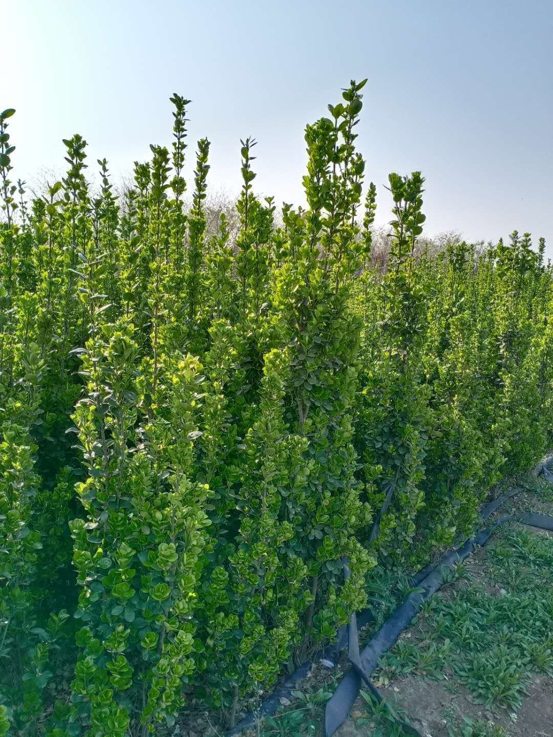 大叶黄杨大叶黄杨绿篱大叶黄杨篱笆大叶黄杨基地