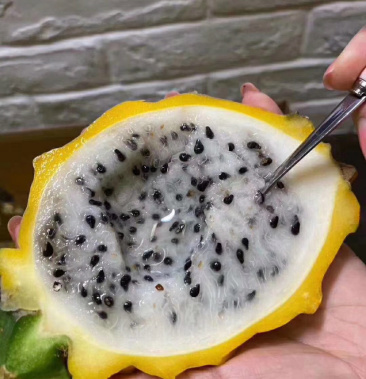 燕窝果哥伦比亚品种燕窝果黄皮火龙果