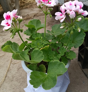 [天竺葵批发]天竺葵 垂钓天竺葵 直立天竺葵价格5.00元/棵 - 一亩田