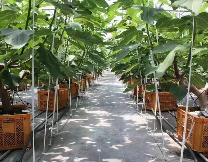 展示营养钵育苗及苗期管理细节 小米椒育苗阶段实景图