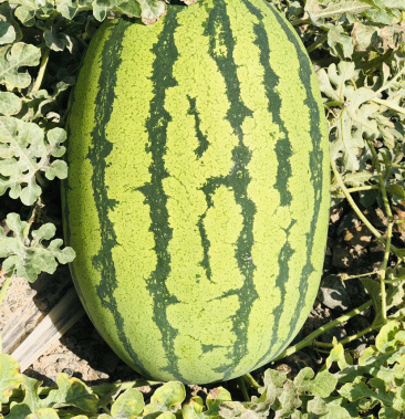 精品宁夏硒砂瓜石缝瓜八成熟头茬西瓜适合全国市场