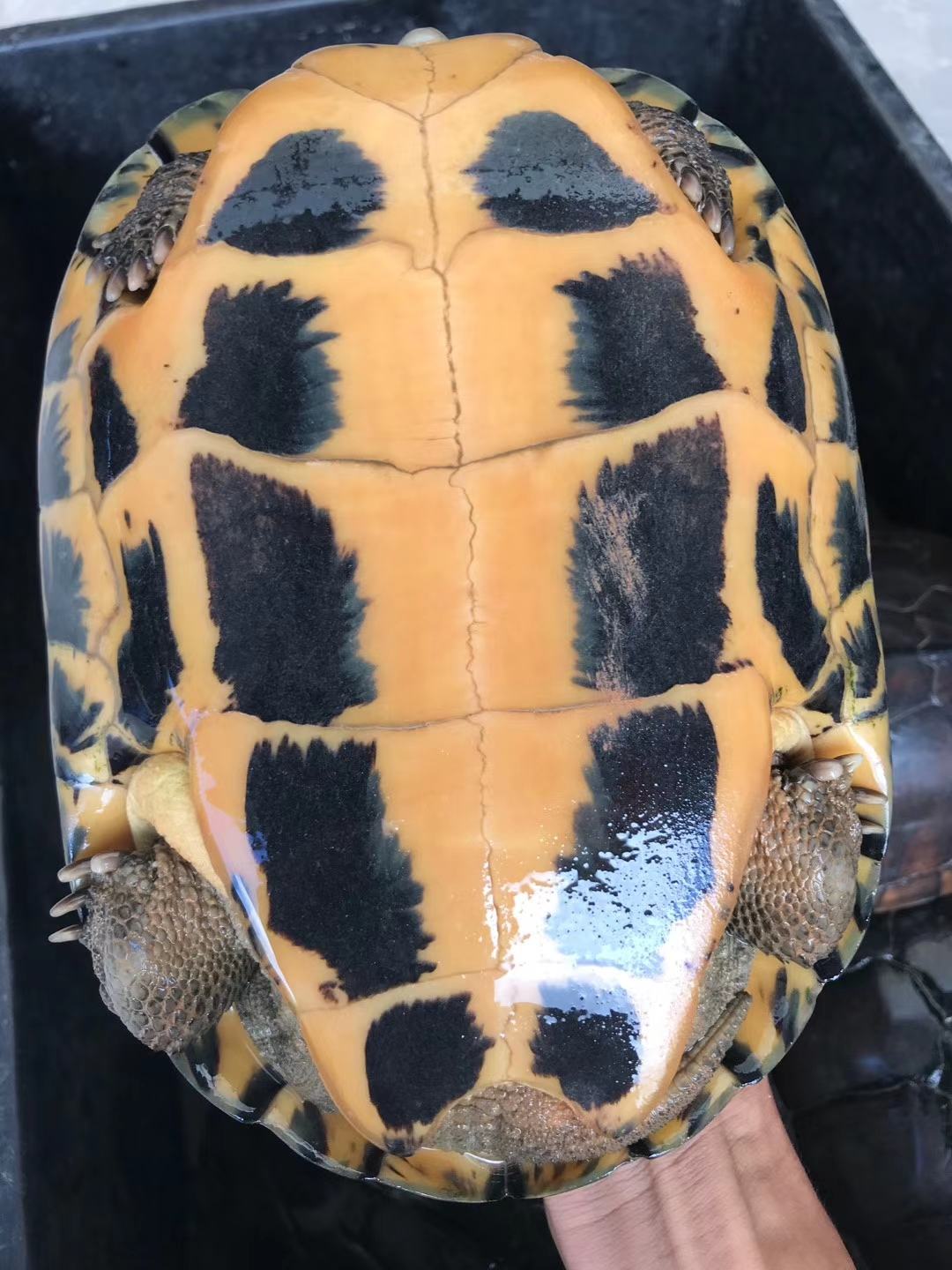 变异巴西龟白巴1两2两3两都有健康全品龟