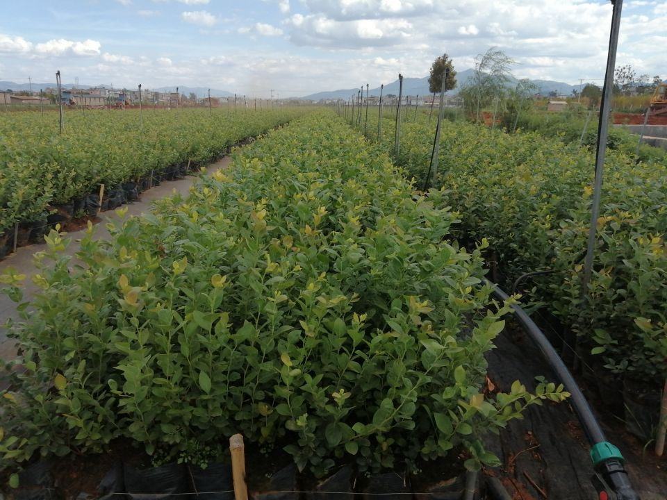 蓝莓标准化种植园区实景图