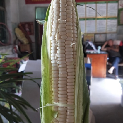 山西晋中祁县甜玉米产地行情