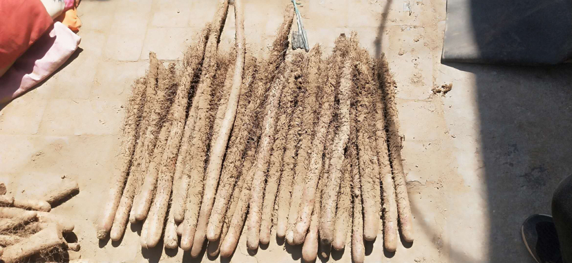 切好的山药浸泡在透明玻璃碗的清水中，碗放在白色厨房台面上，背景有刀具和未切的山药