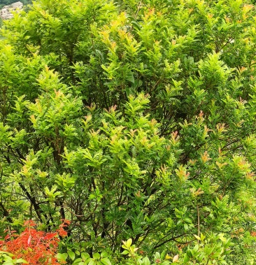 清香木野生的清香木现山上挖