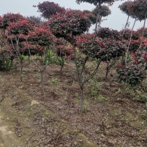 基地供应，造型红叶李树，优质造型红叶杢树，绿化苗木