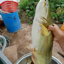 大量出售优质大口鲶鱼