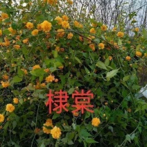 河北黄花棣棠，河北从生黄花棣棠，绿化工程苗