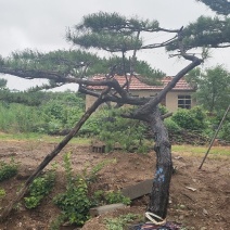 造型松