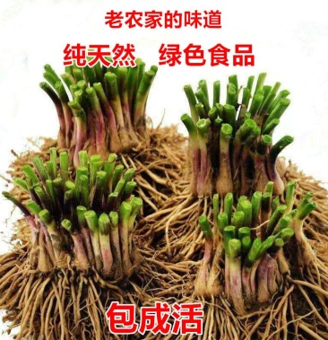 韮菜根红皮韮根紫皮韮根