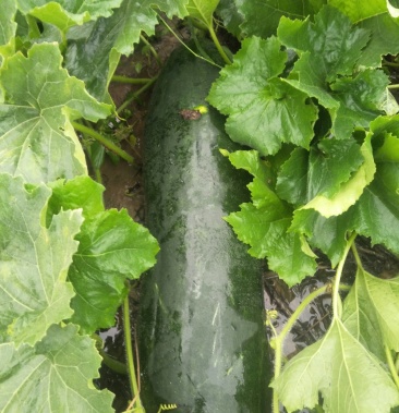 鱼台县墨地龙黑皮东瓜大量上市中