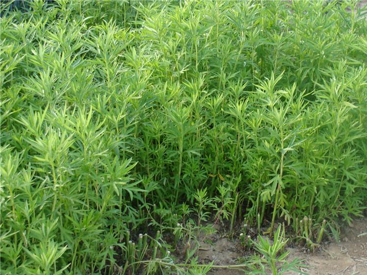 木茼蒿植株全景图