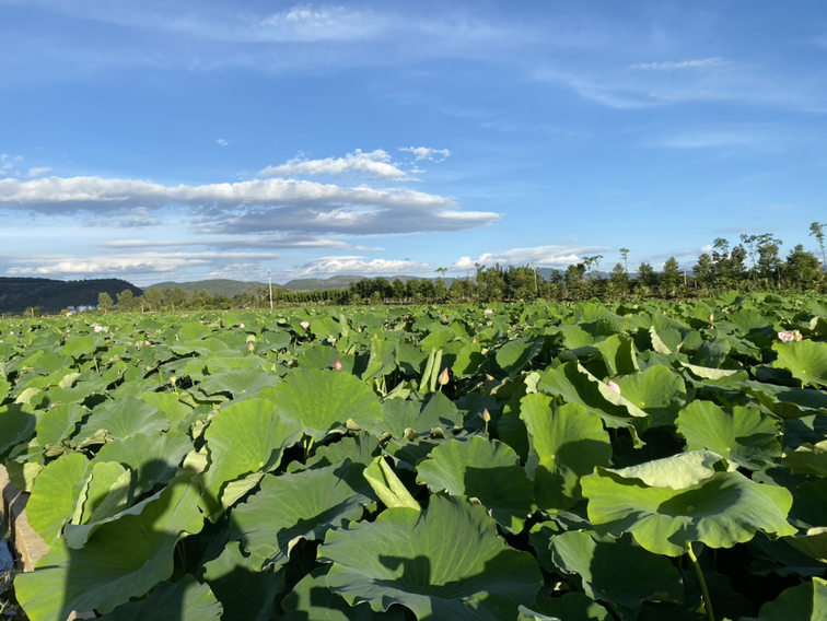 莲子种植基地实景图
