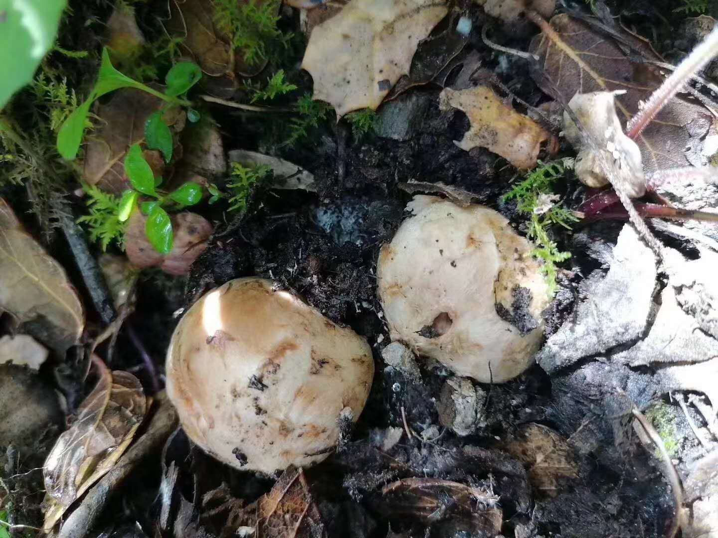 姬松茸的生长环境