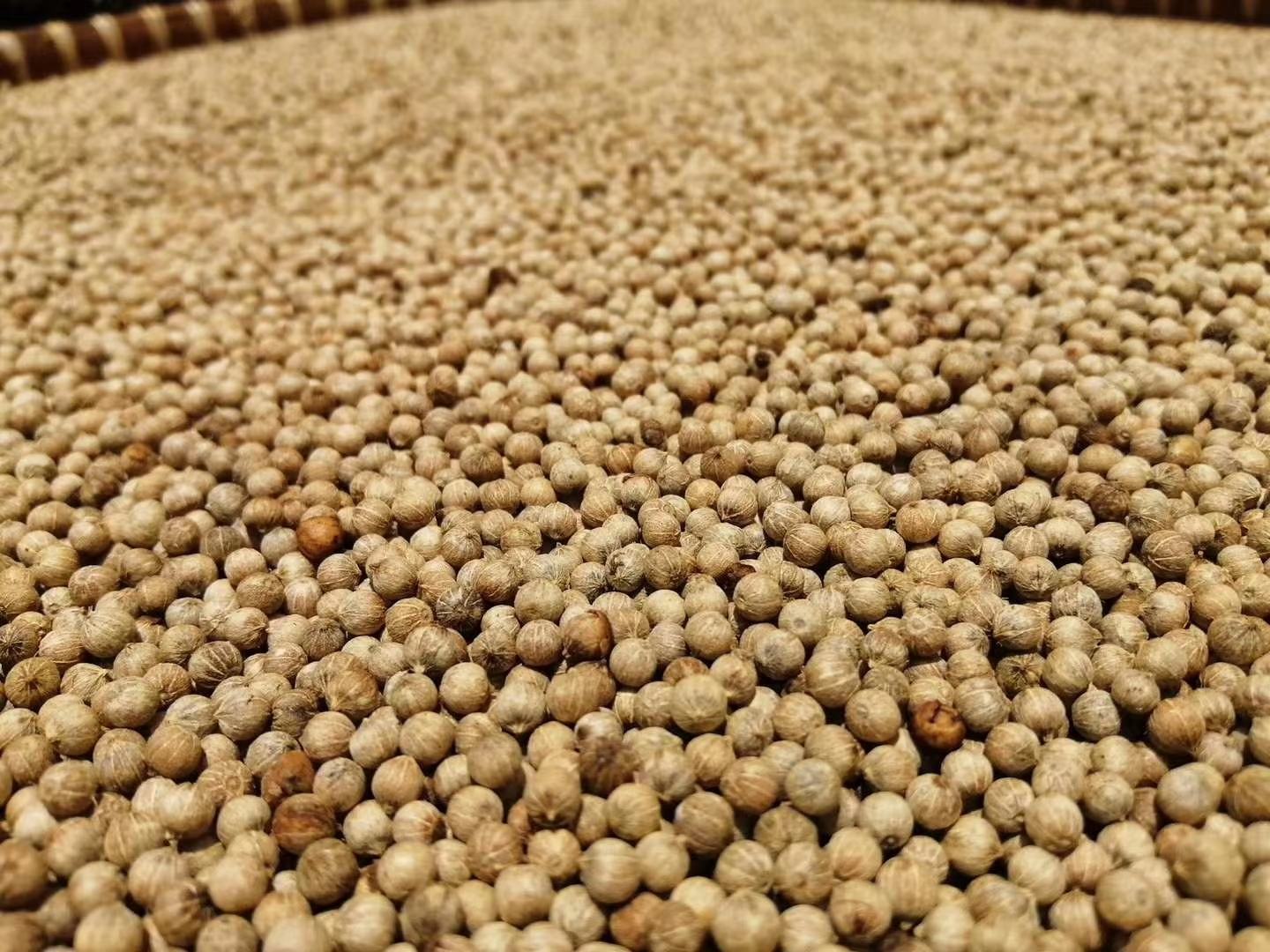 高倍光学显微成像下的白胡椒整粒形态细节图,清晰展示典型尺寸范围、表面纹理与几何轮廓,用于粒径统计分析 显微镜下白胡椒颗粒特写:多枚完整、饱满、表面呈哑光乳白色的近球形颗粒,直径约3.2–4.8毫米,部分带有细微褶皱与浅色种脐痕迹,背景为纯白陶瓷载物台