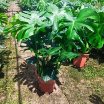 龟背竹吸甲醛水培土培花卉新房必备花卉植物室内盆栽