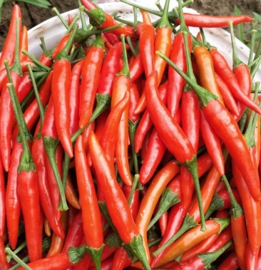 本公司天香系列朝天椒大量上市中,诚招长期合作采购商家