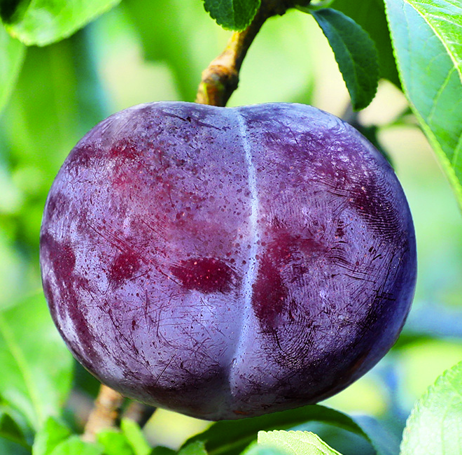 黑布林李子特写