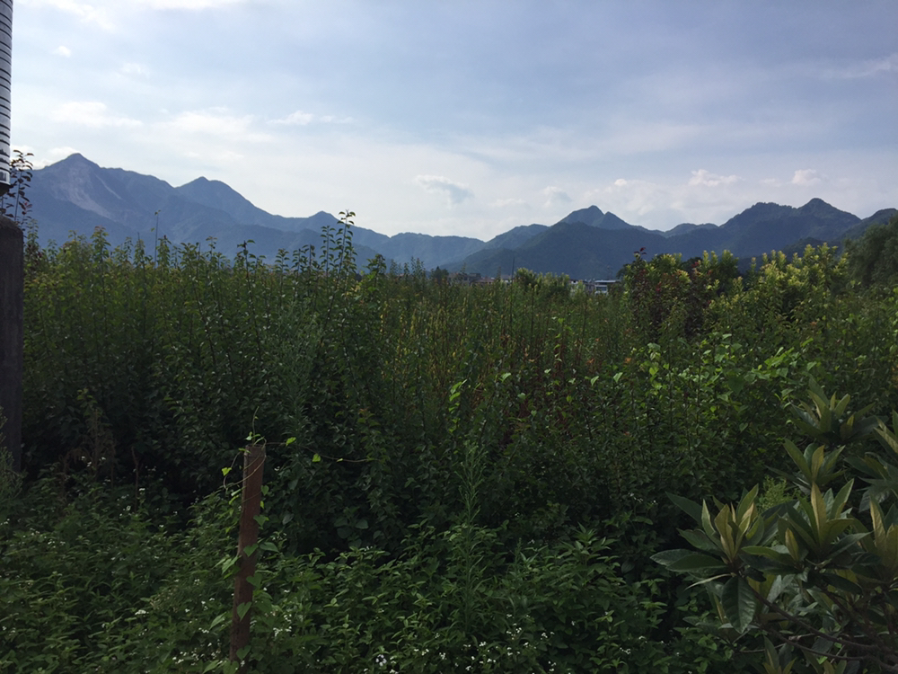 红梅植株在庭院中盛开的场景