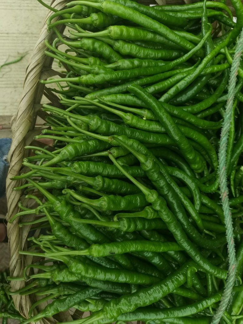 8号转皮线椒万亩基地