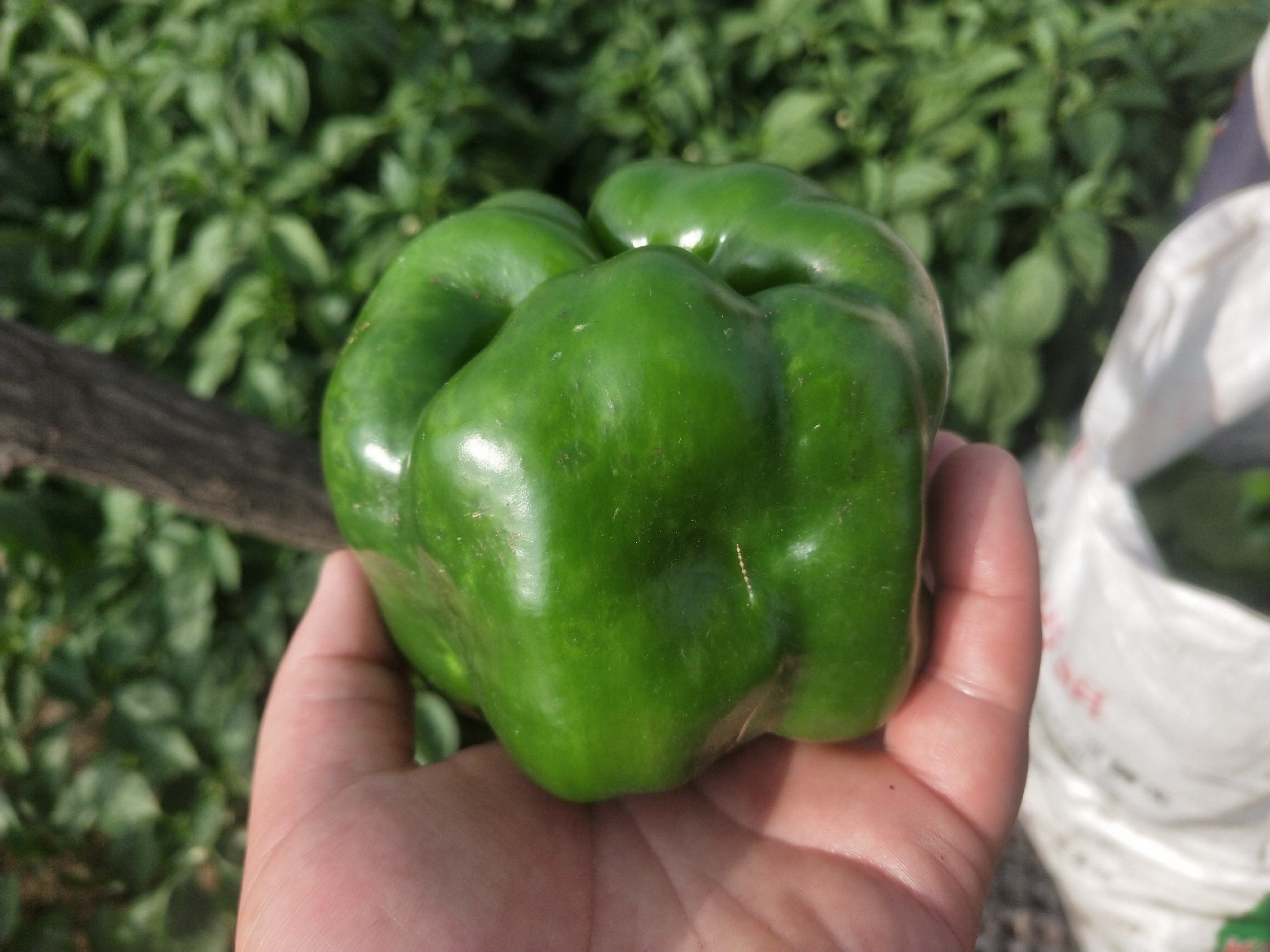 圆椒特写照片