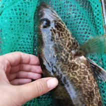 鸭绿江斑鳜花季鳌花淡水鱼