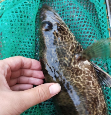 [斑鳜批发]鸭绿江 斑鳜 花季 鳌花淡水鱼价格89.00元/斤 - 一亩田