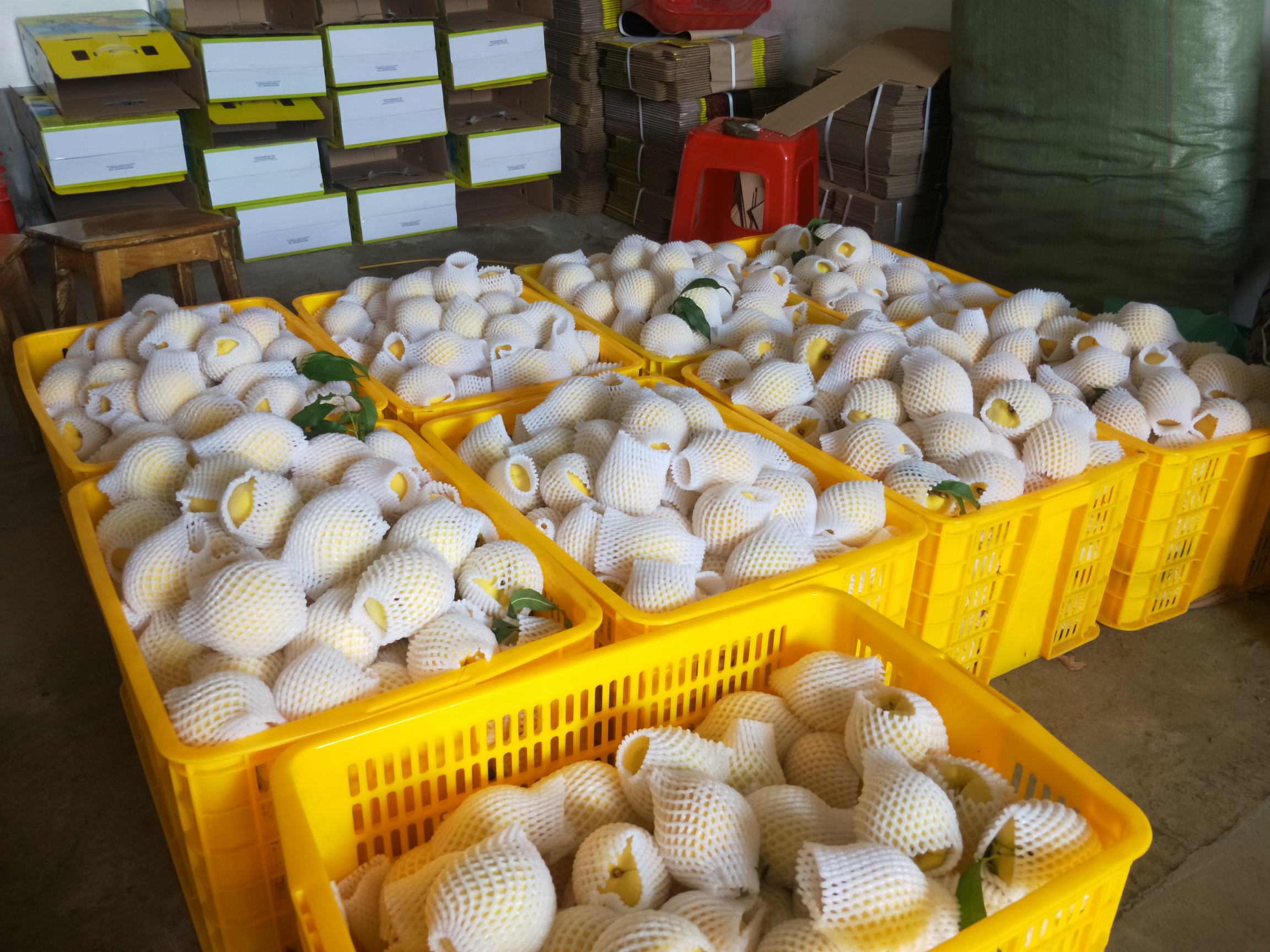 炎陵黄桃采摘与包装流程图,展示果农手工采摘、分拣和装箱的全过程 炎陵黄桃采摘与包装流程图