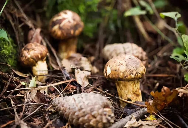 林芝松茸生长环境