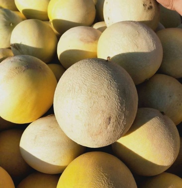 银蒂甜瓜特别好吃大量供应