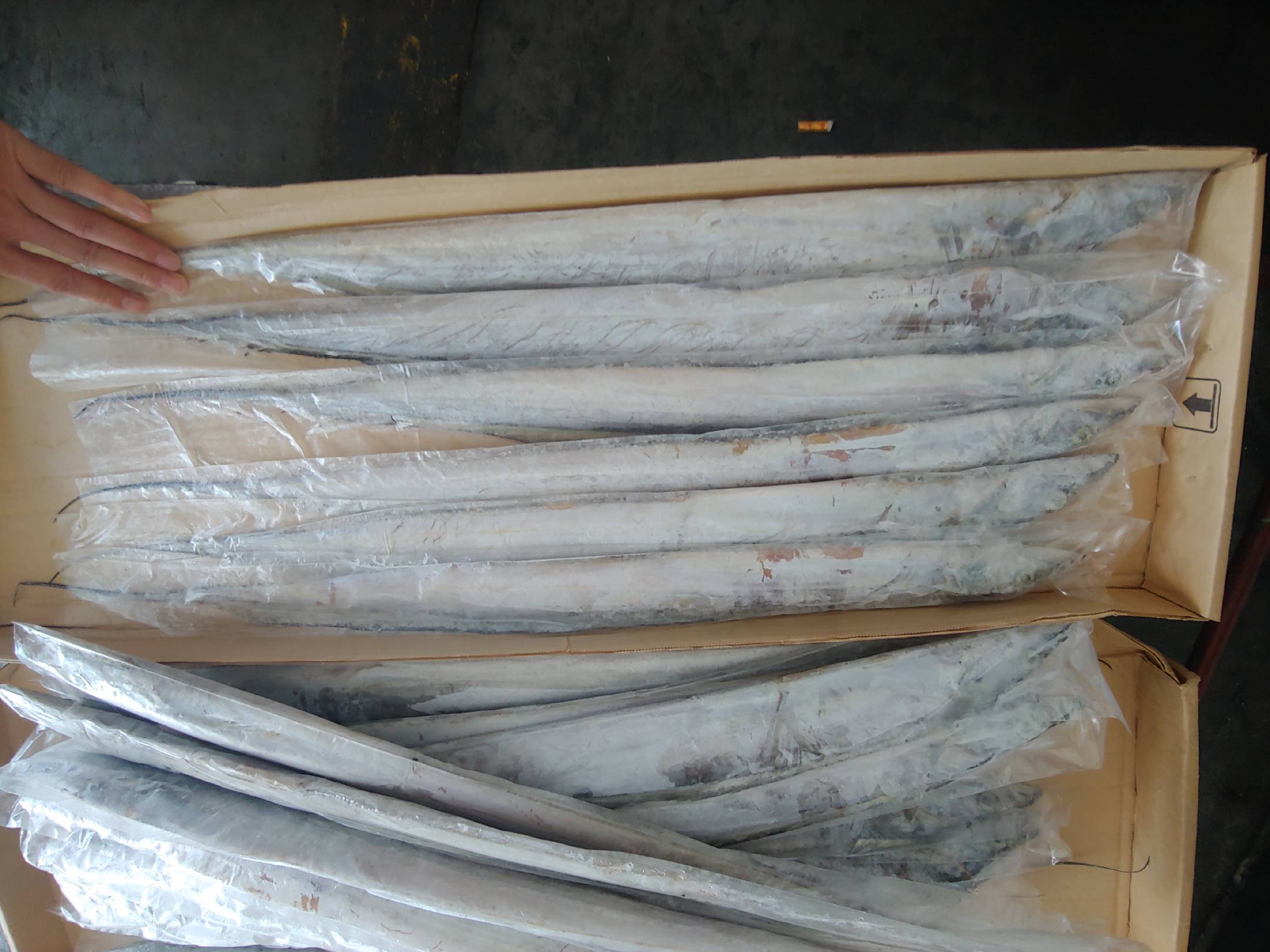 带鱼主产区地图示意