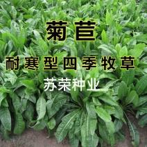 菊苣多年生种籽大叶多年生四季牧草种子鱼羊牛兔鸡