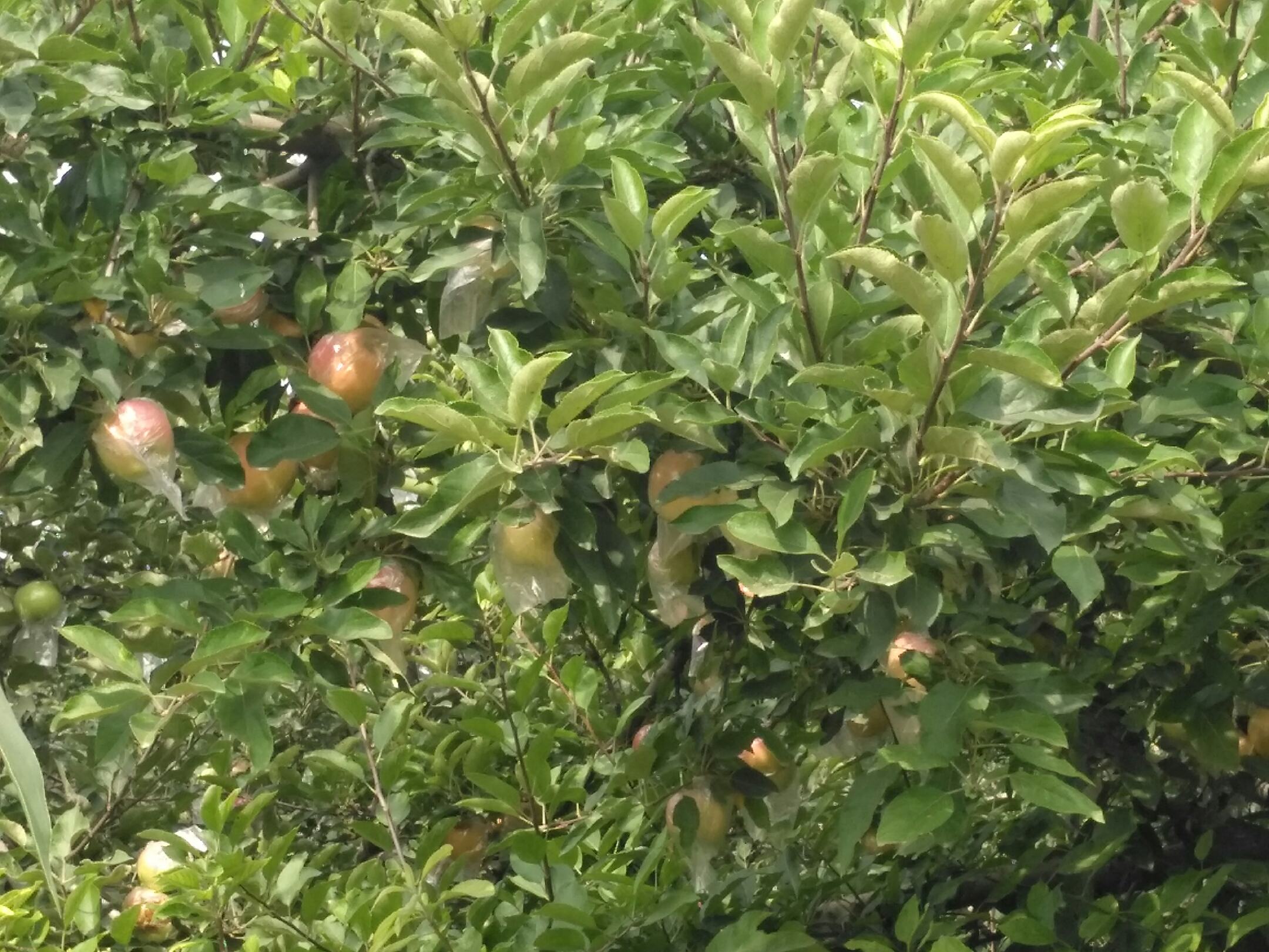 近距离拍摄的嘎啦苹果树根部区域,覆盖有黑色地布,滴灌管沿树行铺设,土壤表面干燥整洁,几颗成熟果实自然落地,果皮呈现明亮的橙红色条纹,背景虚化的果树挂满套袋果实 果园地面特写