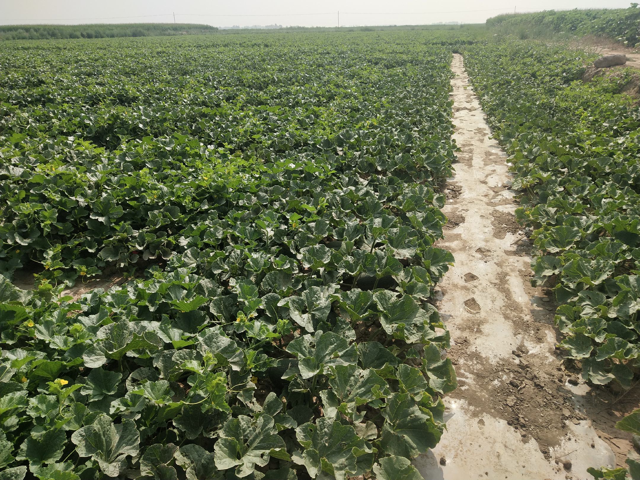 西周蜜瓜田间生长实景