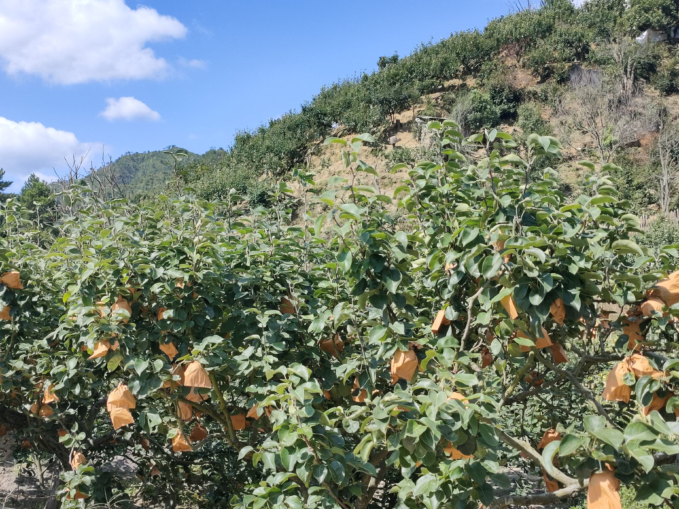 一片茂盛的水晶梨梨果园,枝头上挂满成熟的水晶梨梨,果实被防护纸袋包裹,部分已摘除纸袋露出金黄色果皮,阳光透过树叶洒下斑驳光影,展现生态种植环境 果园中的水晶梨梨树