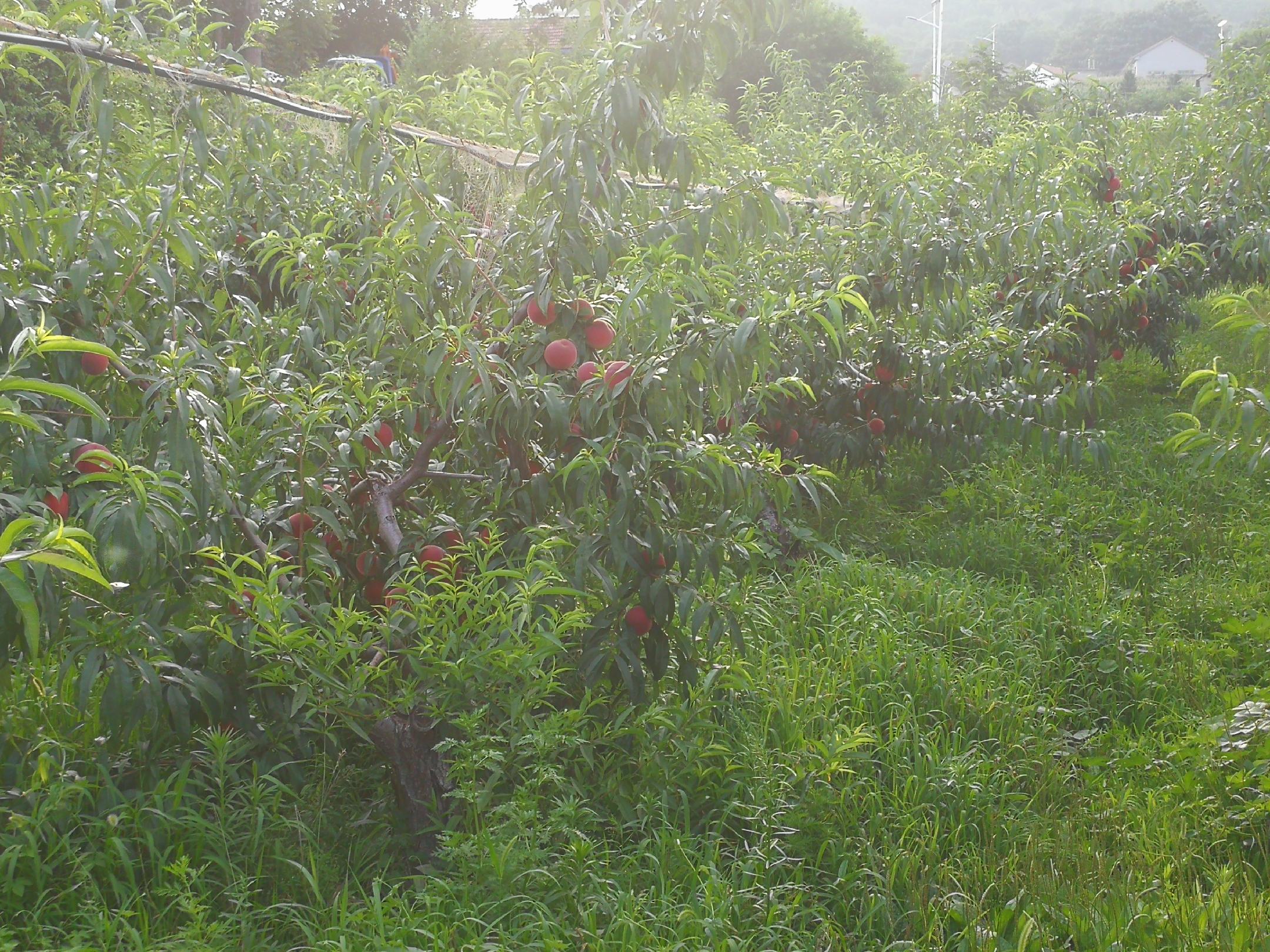 红皮黄油桃果园种植场景