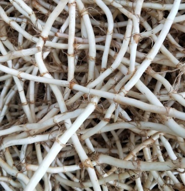 自种草根,白且粗,脆无渣,四季供货.