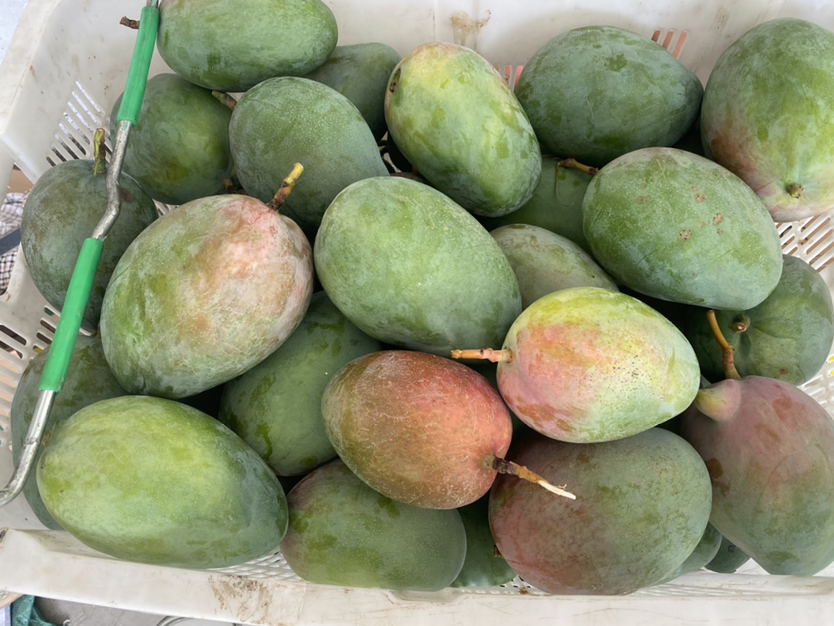 凯特芒成熟果实特写