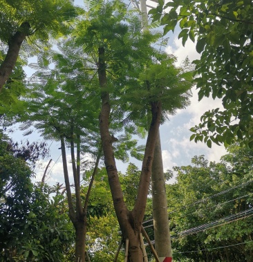 18公分凤凰木红花楹骨架树各种规格绿化苗木