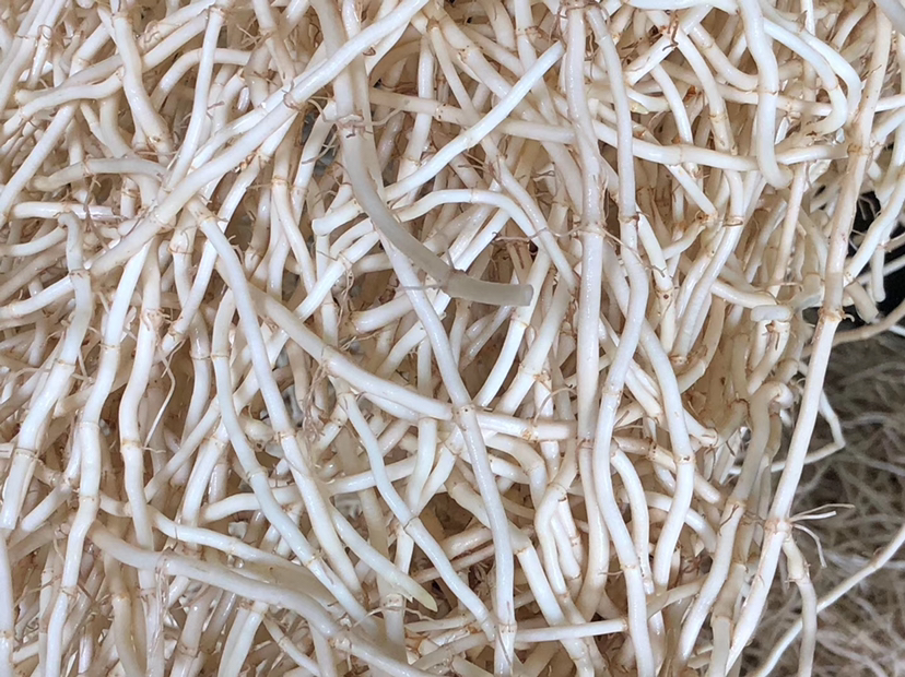 鱼腥草根的特写图片