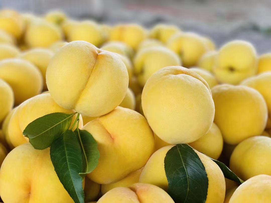 19黄桃花果特写图