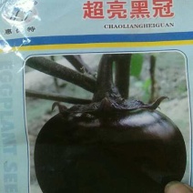 优质黑亮圆茄苗保成活穴盘苗