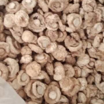 双孢菇干品颜色好味道鲜美餐桌上的美食产地园区一手货源量大