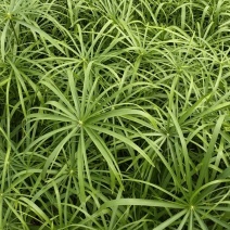 基地出售优质水生植物旱伞草，水体净化，现货供应，量大优惠