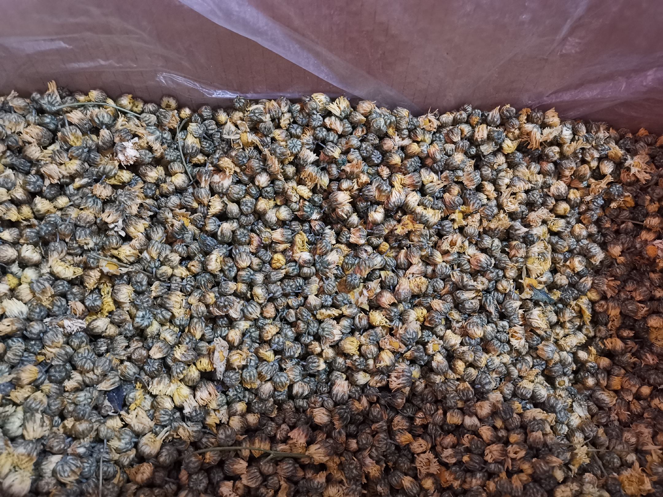 枸杞与胎菊实物图