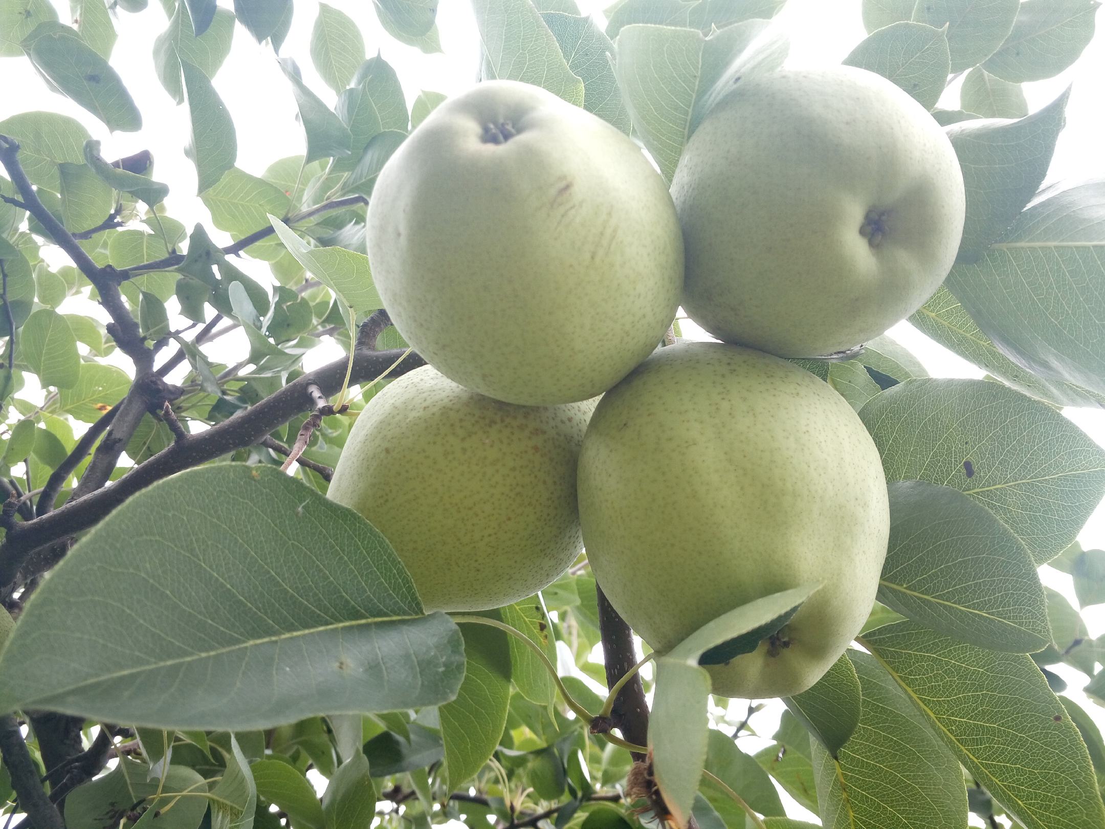 金花梨果园实景