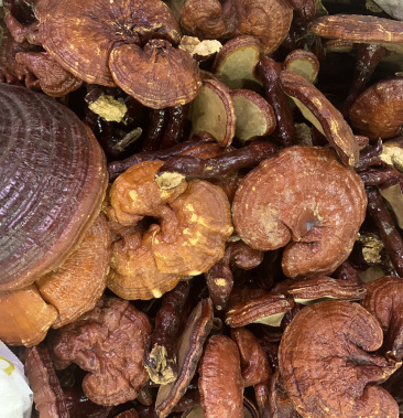 灵芝 红灵芝 一公斤起批 无硫磺熏蒸